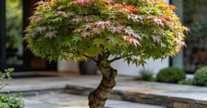 Klon szczepiony na pniu wymagania: kluczowe zasady uprawy i pielęgnacji