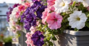 Surfinia i petunia: uprawa, by niebieski kwiat mógł pięknie zwisać