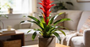 Guzmania pielęgnacja: jak podlewać tę egzotyczną roślinę w doniczce?