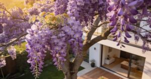 Paulownia po ilu latach kwitnie? Uprawa cesarskiego drzewka krok po kroku