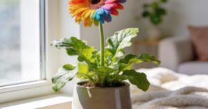 Gerbera doniczkowa: kompleksowa pielęgnacja i sekrety uprawy w domu