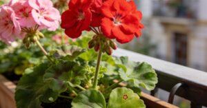 Choroby pelargonii: zdjęcia, objawy i skuteczne metody leczenia