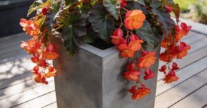 Begonia boliwijska: kompleksowa pielęgnacja i rozwiązywanie problemów